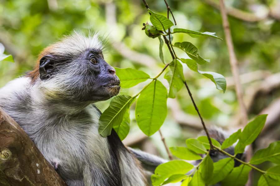 Jozani Monkey Forest & Malum Cave Swimming - Swimming in a natural cave