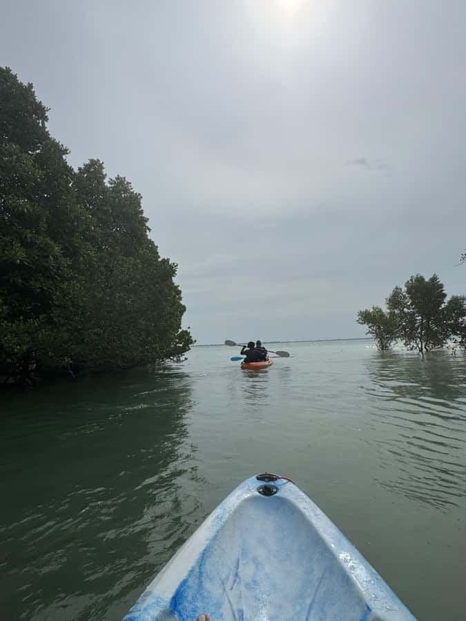 Kayak Mangrove Tour - Paddling into Michamvi’s mangrove channels