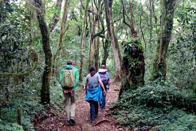 Kilimanjaro 1 Day Hike - The descent back to the base