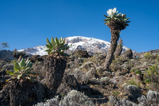 Kilimanjaro Airport Private Transfer from/to Moshi - The one-hour road to Moshi