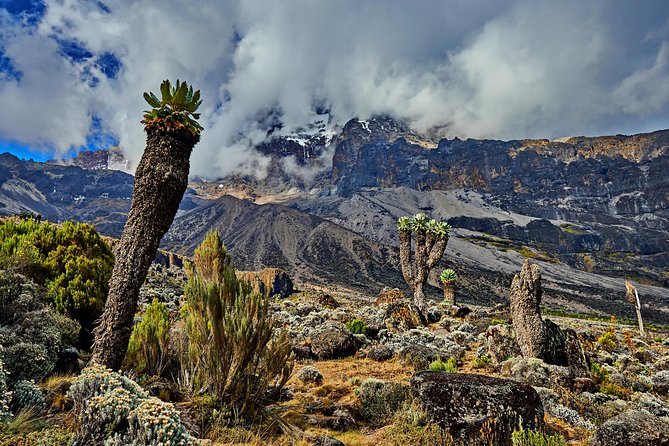 Kilimanjaro climb by Lemosho Route (7-day) - Why the Lemosho Route is worth your time