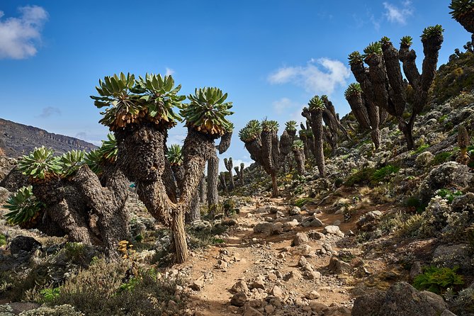 Kilimanjaro climb by Lemosho Route (7-day) - Day 5: Barranco Wall, Karanga, and another altitude check