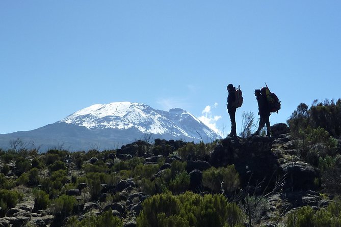 Kilimanjaro Climb • Machame Route ~ 10 Day - Day 9: Rainforest descent and the final celebration