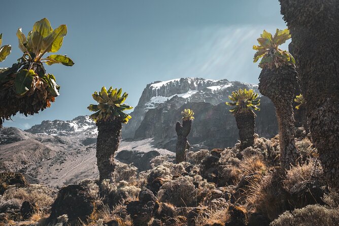 Kilimanjaro climb, Machame Route (7-day) - Day 1: A soft landing at Aishi Machame Hotel