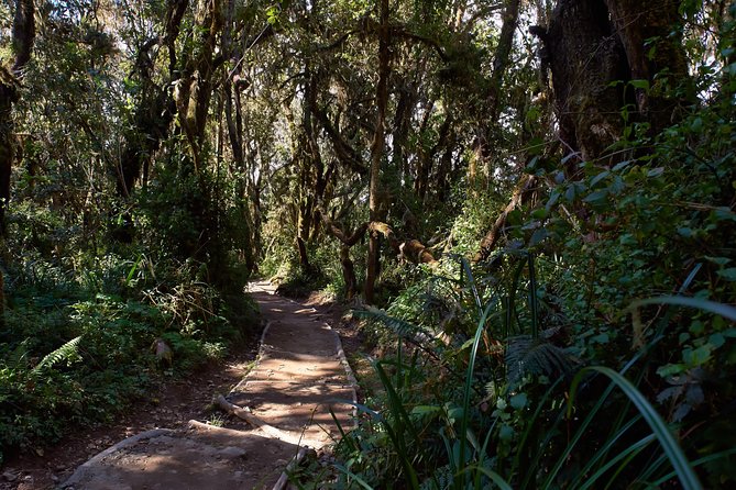Kilimanjaro climb, Marangu route (6-day) - Day 6: The night climb to Uhuru Peak