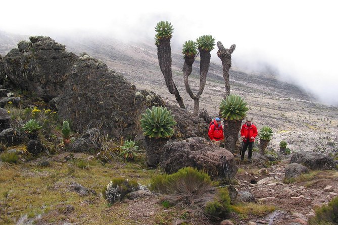 Kilimanjaro Climb & Safari - Lemosho Route - 13 Day - Adding Lake Manyara after the summit