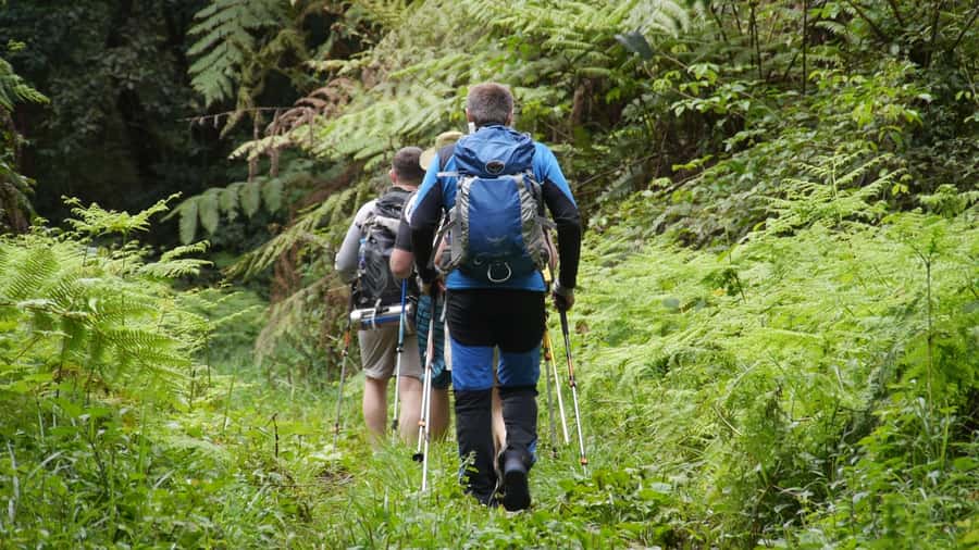 Kilimanjaro: Day trip -hike to Mandara Hut Kilimanjaro 2700m - Looking for blue monkeys and colobus calls