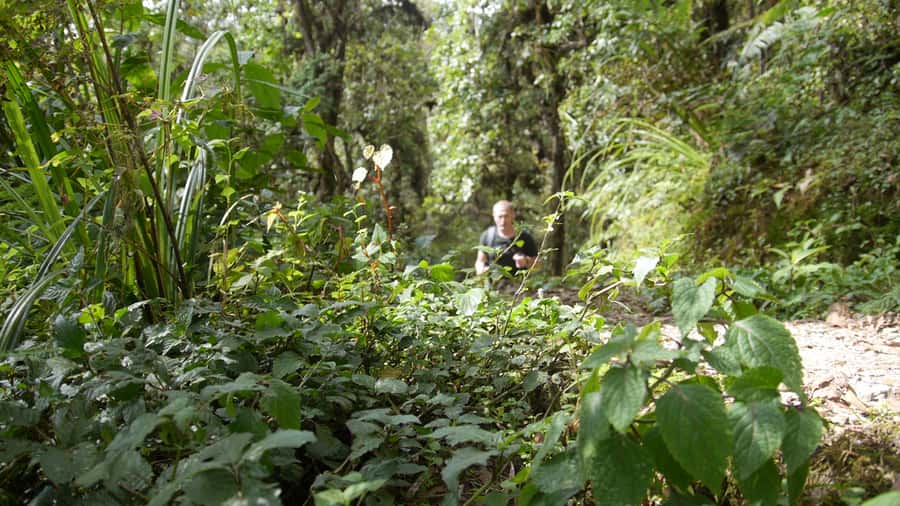 Kilimanjaro: Day trip -hike to Mandara Hut Kilimanjaro 2700m - Lunch at the huts, with water included
