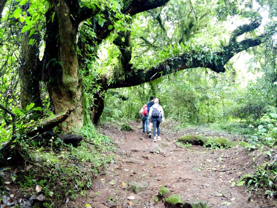 Kilimanjaro: Day trip -hike to Mandara Hut Kilimanjaro 2700m - Descending the same 8-kilometer route