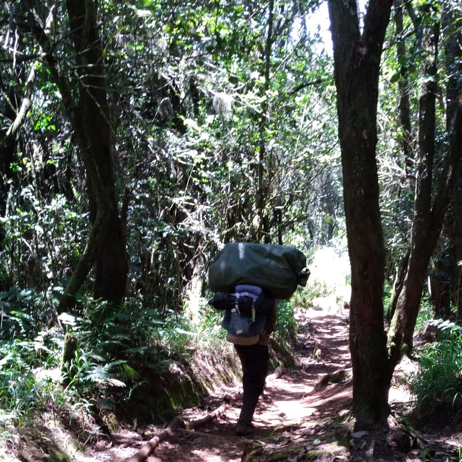 Kilimanjaro: Day trip -hike to Mandara Hut Kilimanjaro 2700m - Who should choose this day hike
