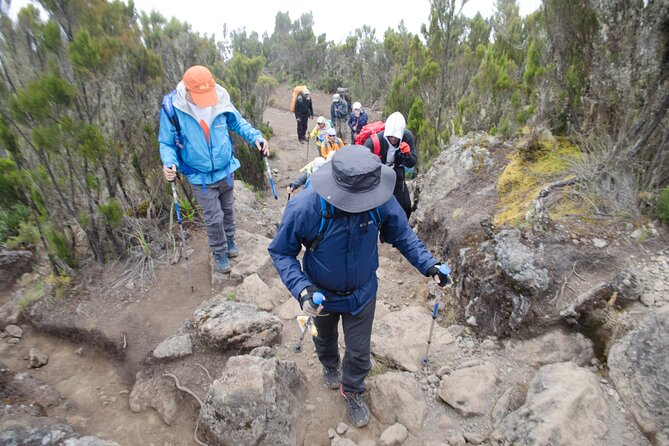 Kilimanjaro Lemosho Route 7 Days - Day 7: Mweka rainforest and the return to town