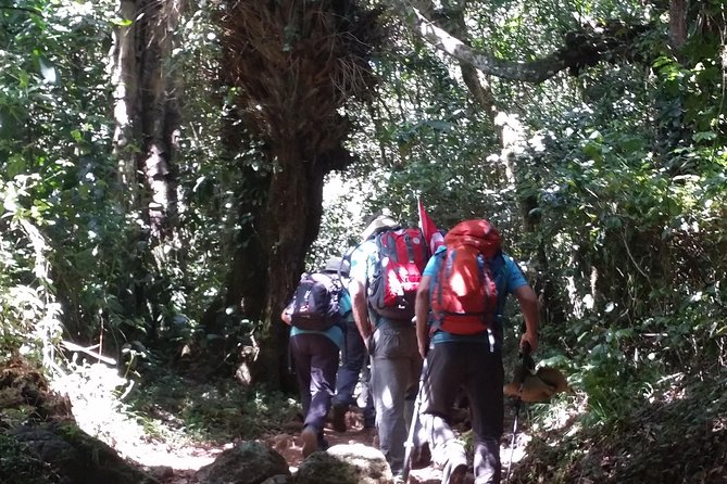 Kilimanjaro Marangu Route Day Tour - From Moshi to Marangu Gate at 6,000 feet