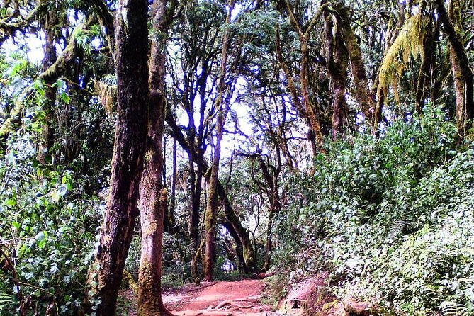 Kilimanjaro Private 2 Days Hiking Tour - Fitness, altitude, and the family question