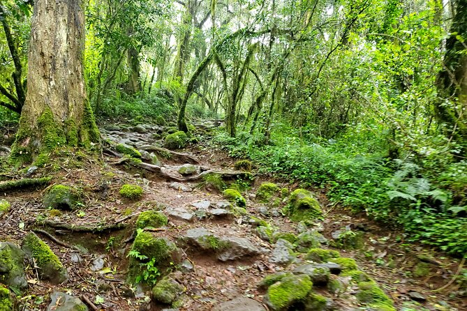 Kilimanjaro Private 2 Days Hiking Tour - Rainforest conditions and what to pack