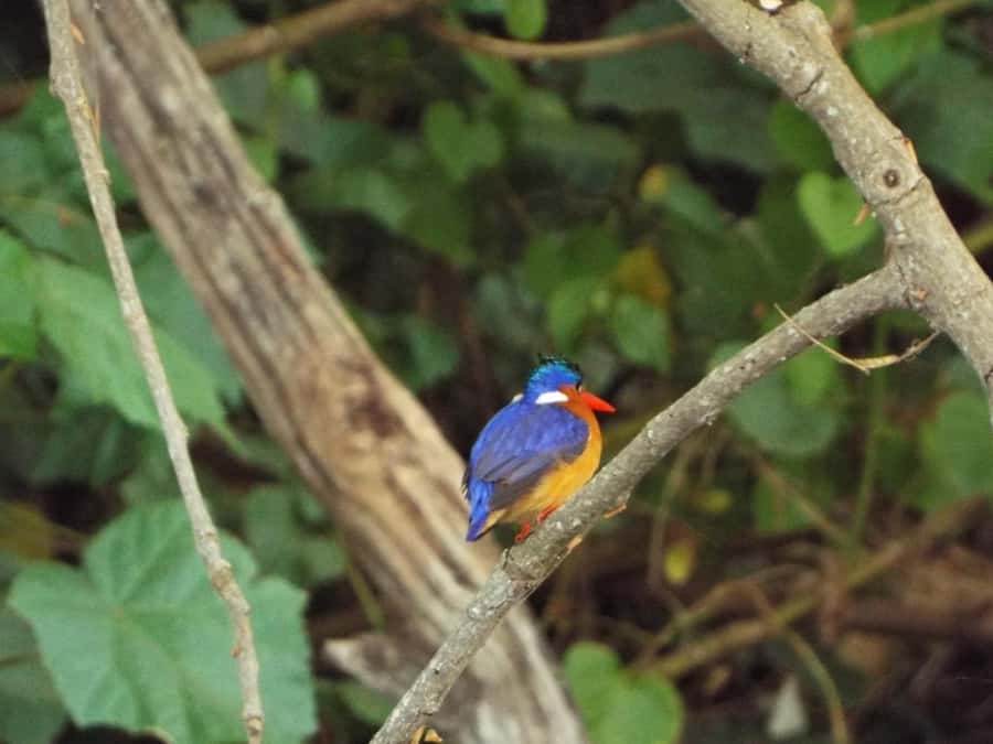 Kilimanjaro: Village Walk, Coffee Tour, Waterfall, and Lunch - Starting from Moshi, Arusha, or the airport