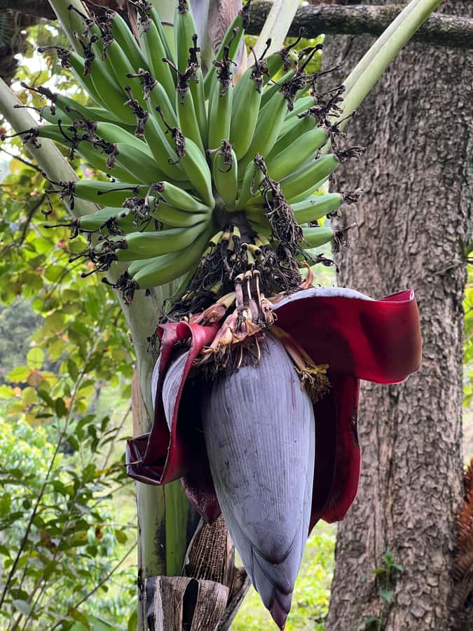 Kilimanjaro: Village Walk, Coffee Tour, Waterfall, and Lunch - Making coffee from bean to cup