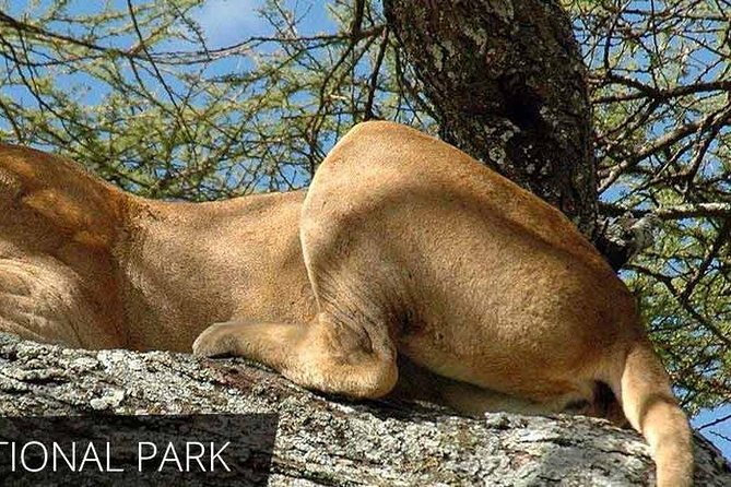 Lake Manyara National Park Full-Day Tour from Arusha - Lake Manyara’s birds, trees, and lake views