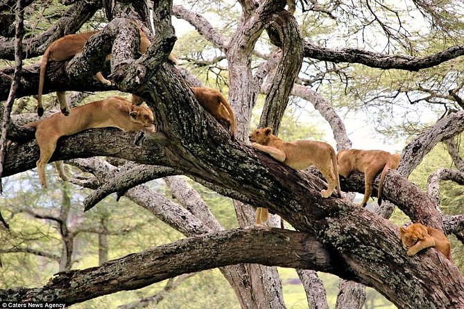 Lake Manyara National Park Full-Day Tour from Arusha - A private game drive with room to ask questions