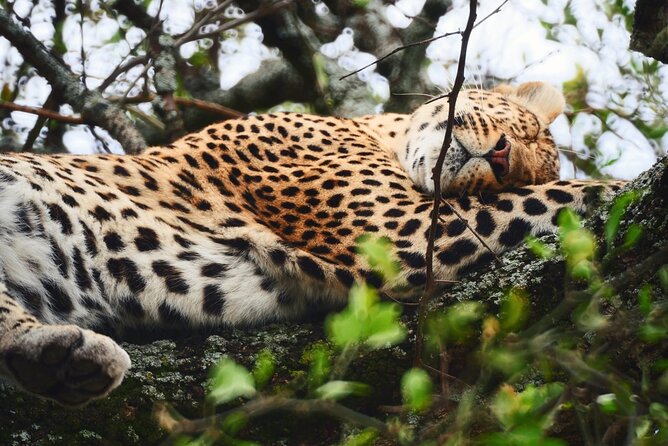 Latest Updates On The Top Best 3 day Serengeti Migration Safari - What this three-day safari is really offering