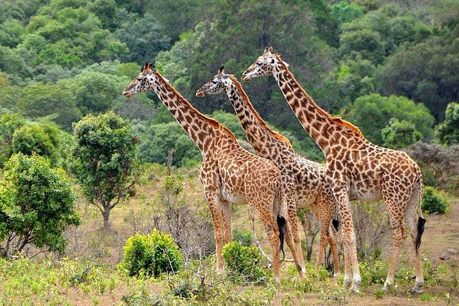 Latest Updates On The Top Best 3 day Serengeti Migration Safari - Day three: Ngorongoro Crater and the Big Five