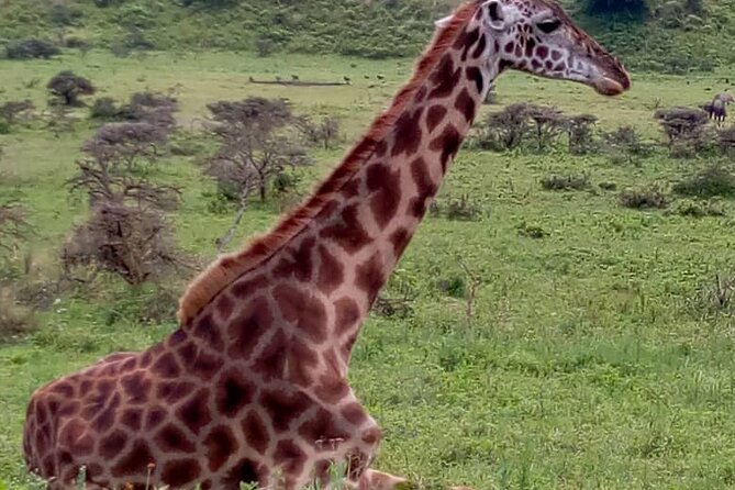 Latest Updates On The Top Best 3 day Serengeti Migration Safari - Who will get the most from this safari