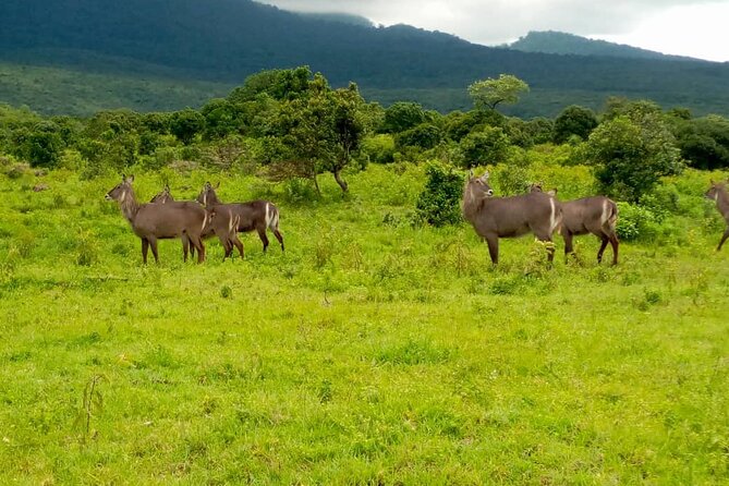Latest Updates On The Top Best 3 day Serengeti Migration Safari - Booking advice and cancellation terms