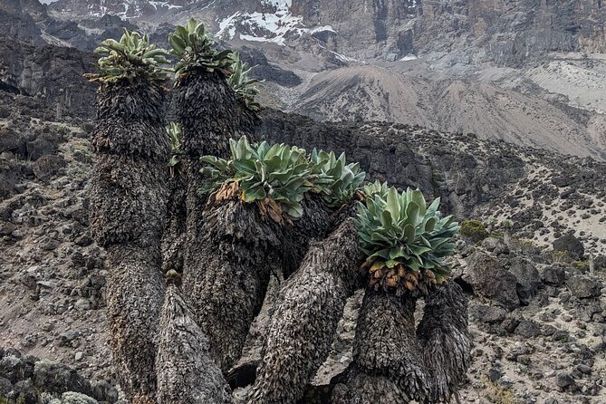 Lemosho Route 7 Days Trekking at Mount Kilimanjaro - Day 1: Arusha to Big Tree Camp at 2,750 meters