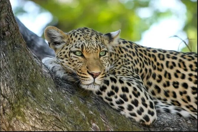 Leopard Luxury Safari in Tanzania - Day 4: A full day across the Serengeti