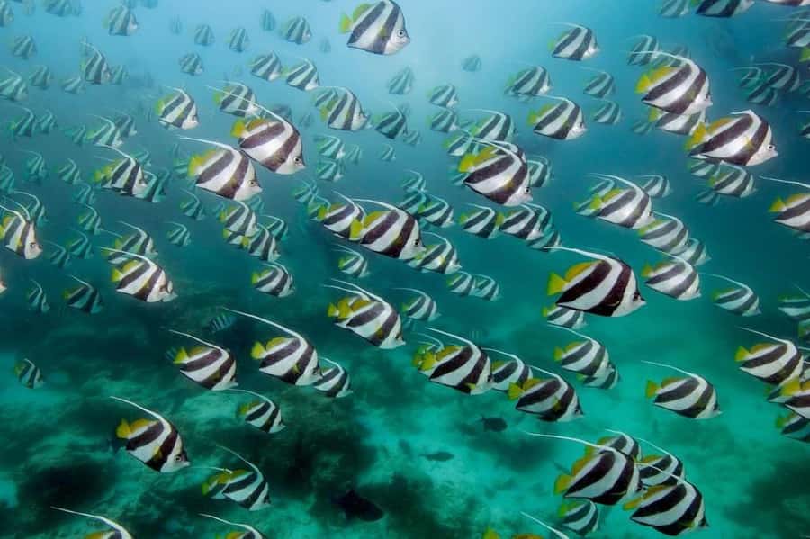 Lunch Break, Mnemba Tour, Swim with Turtles, Kendwa Beach - Mnemba Atoll by private boat