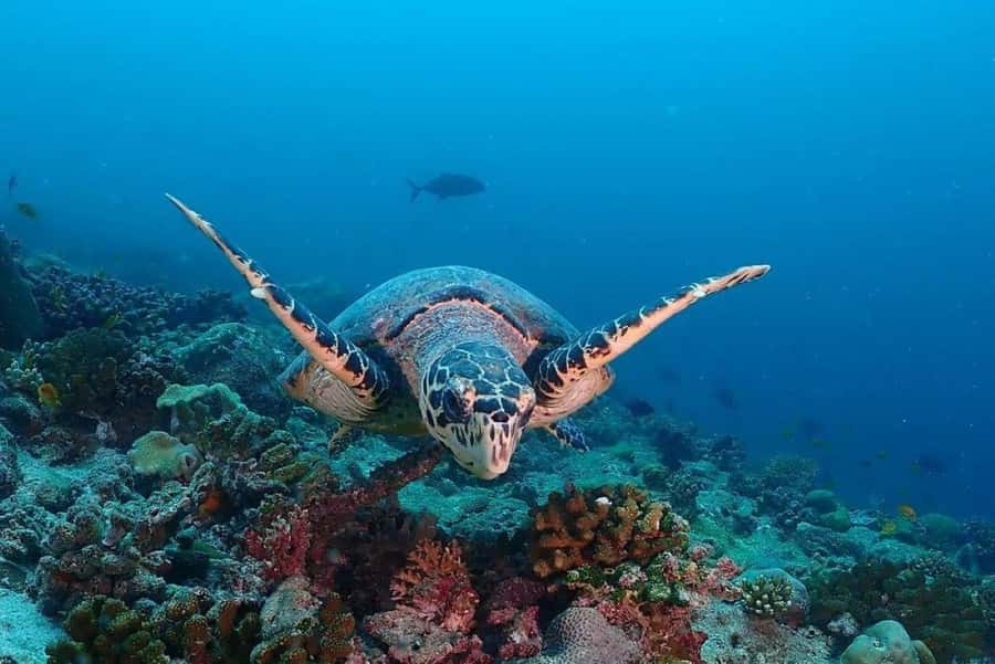 Lunch Break, Mnemba Tour, Swim with Turtles, Kendwa Beach - Nungwi Beach and swimming with sea turtles