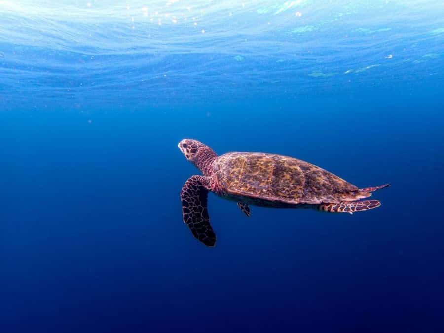 Lunch Break, Mnemba Tour, Swim with Turtles, Kendwa Beach - Kendwa Beach closes the day with sunset