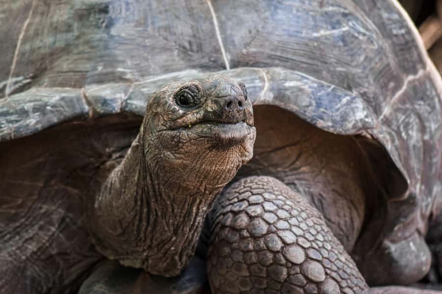 Lunch Break, Mnemba Tour, Swim with Turtles, Kendwa Beach - Prison Island and the giant tortoises