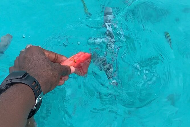 Luxury Swimming with DOLPHINS IN MNEMBA and LUNCH - Sandbank time, photographs, and tropical fruit