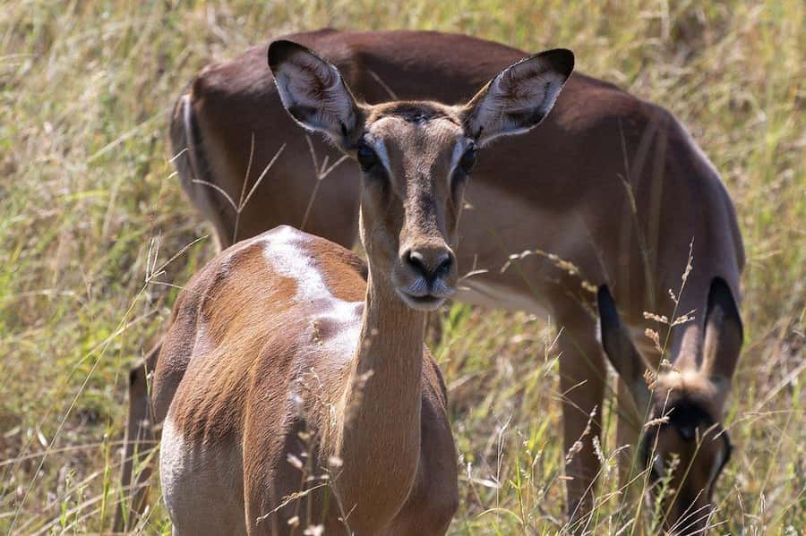 Maasai, Mikumi NP & Chizua Falls 3 Days From Dar es salaam - Guide languages and private-group planning