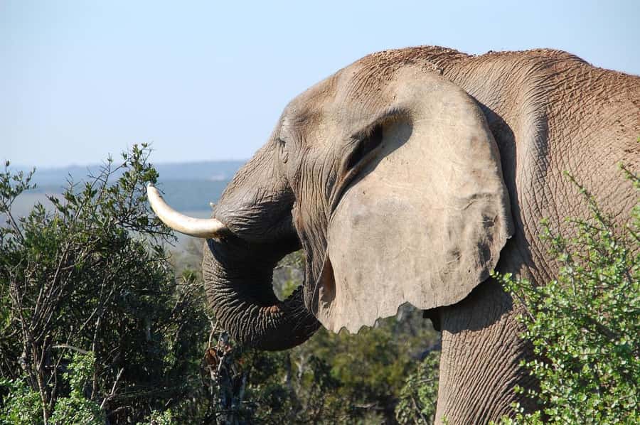 Maasai, Mikumi NP & Chizua Falls 3 Days From Dar es salaam - Why this three-day combination works