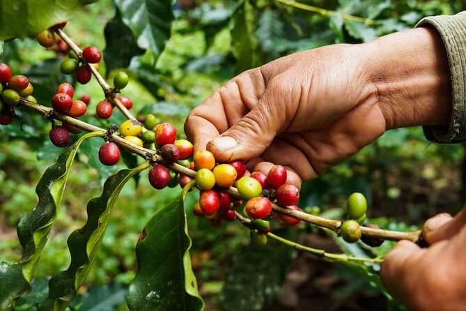 Maasai village visit, Materuni waterfalls & coffee experience - Price, inclusions, and what is not covered