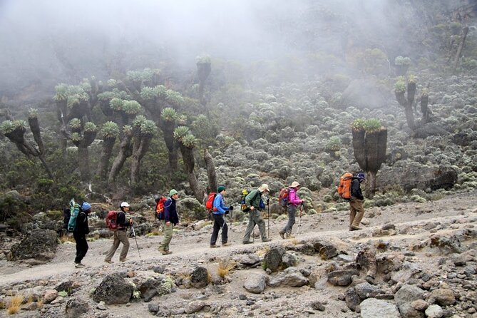 Machame Route 7-Day Private Kilimanjaro Trek - Day one: rainforest from Machame Gate to Machame Camp
