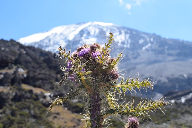 Machame Route 7 Days 6 Nights /Kilimanjaro Climb - Day 4: Barranco Camp to Karanga Camp