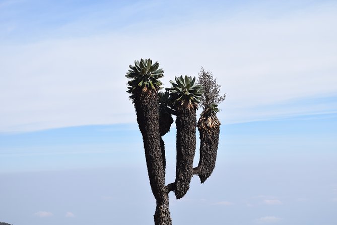 Machame Route 7 Days 6 Nights /Kilimanjaro Climb - Day 1: Machame Gate to Machame Camp