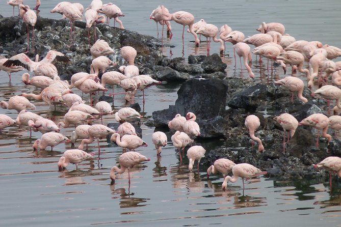 Manyara and Ngorongoro Crater - What to pack and what to confirm