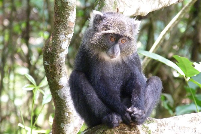 Manyara and Ngorongoro Crater - Who should book this safari
