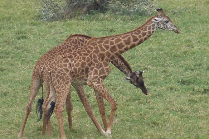 Manyara and Ngorongoro Crater - Why Ngorongoro is worth the time