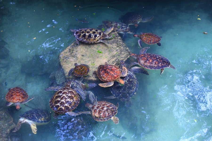 Massai village & Baraka turtules aquarium - A 1.5-hour cultural stop with dancing