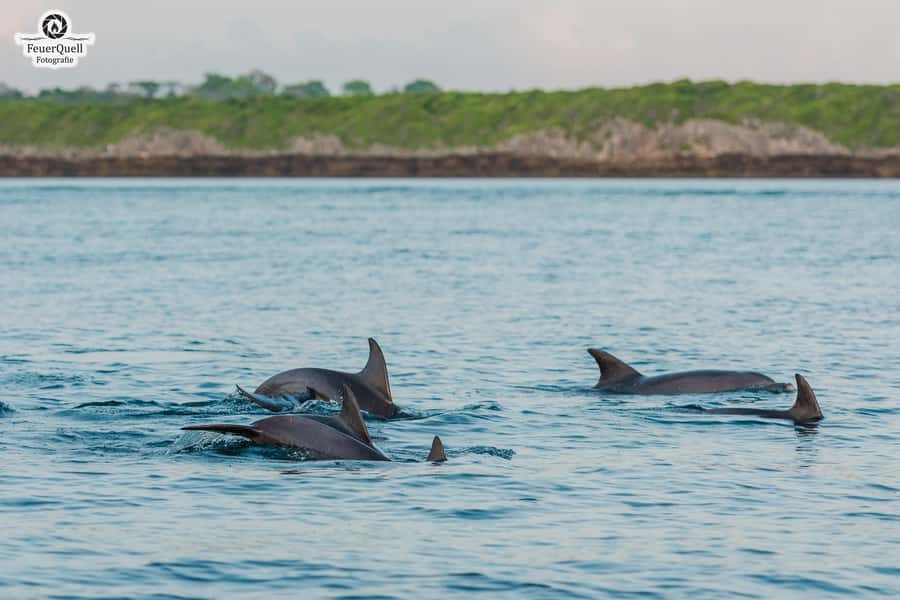 Matemwe: Mnemba Island Dolphin & Snorkeling Boat Trip - Quick facts about the Mnemba Island trip