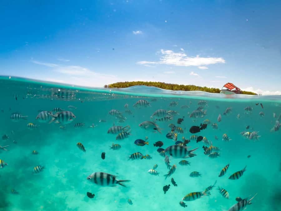 Matemwe: Mnemba Island Dolphin & Snorkeling Boat Trip - The dolphin search around Mnemba Island