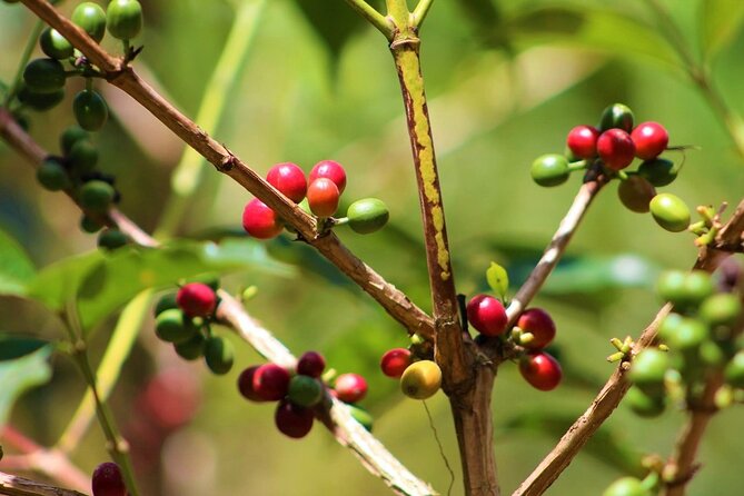 Materuni Thundering Waterfalls,Coffee Experience with Moshi Town Tour - Why This Tour Works as a Full Day Near Kilimanjaro