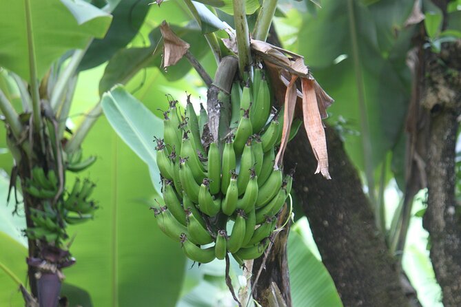 Materuni Village Tour | Materuni waterfalls | materuni coffee tour - Picnic lunch beside the falls