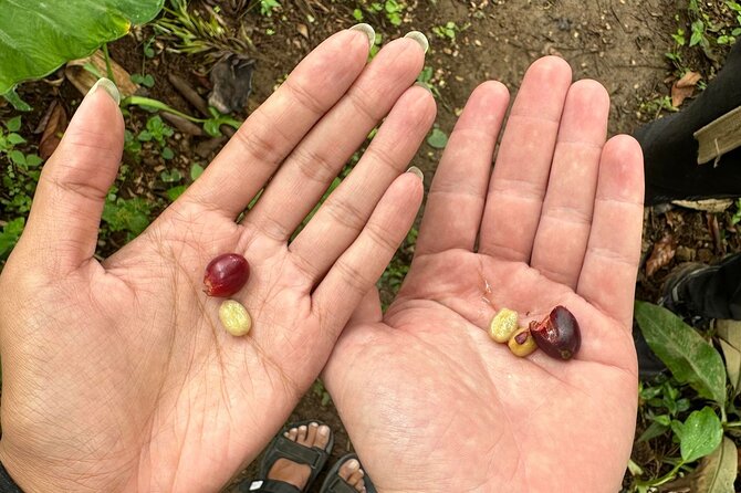 Materuni Waterfall and Coffee Plantation Half Day Tour - Why Materuni makes a good half-day from Moshi