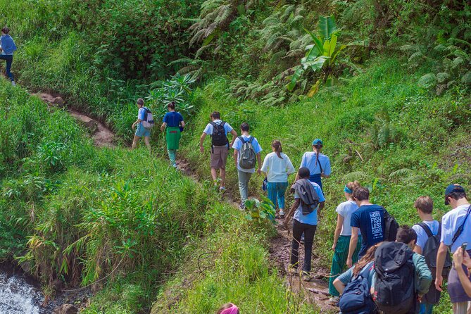 Materuni Waterfall and Kikuletwa Hot Spring Tour - Meeting the Chagga culture through coffee
