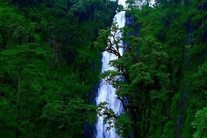 Materuni waterfall - coffee tour OR Chemka hot spring Tour - Learning coffee from bean to cup